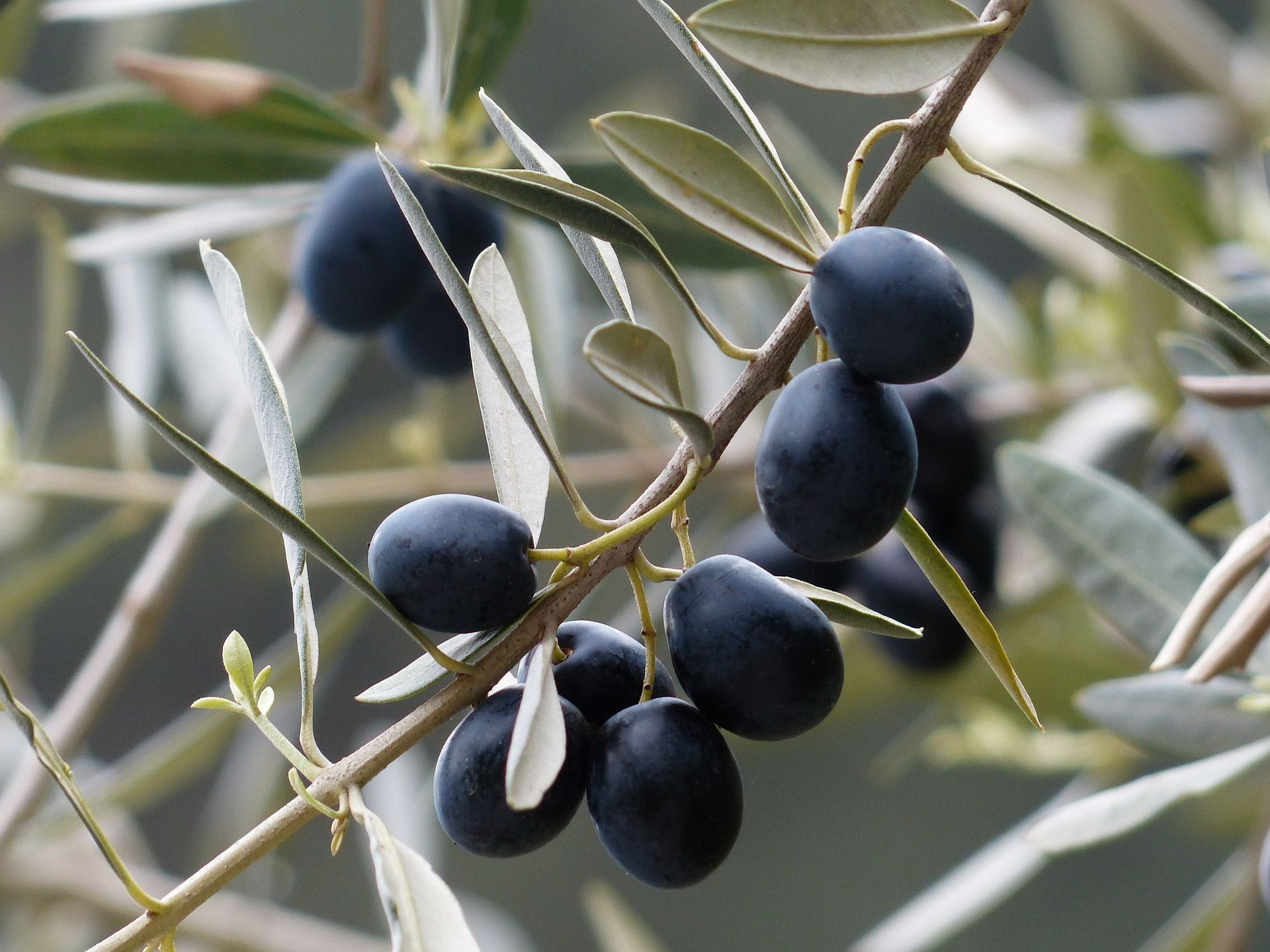 olives 357849 1920