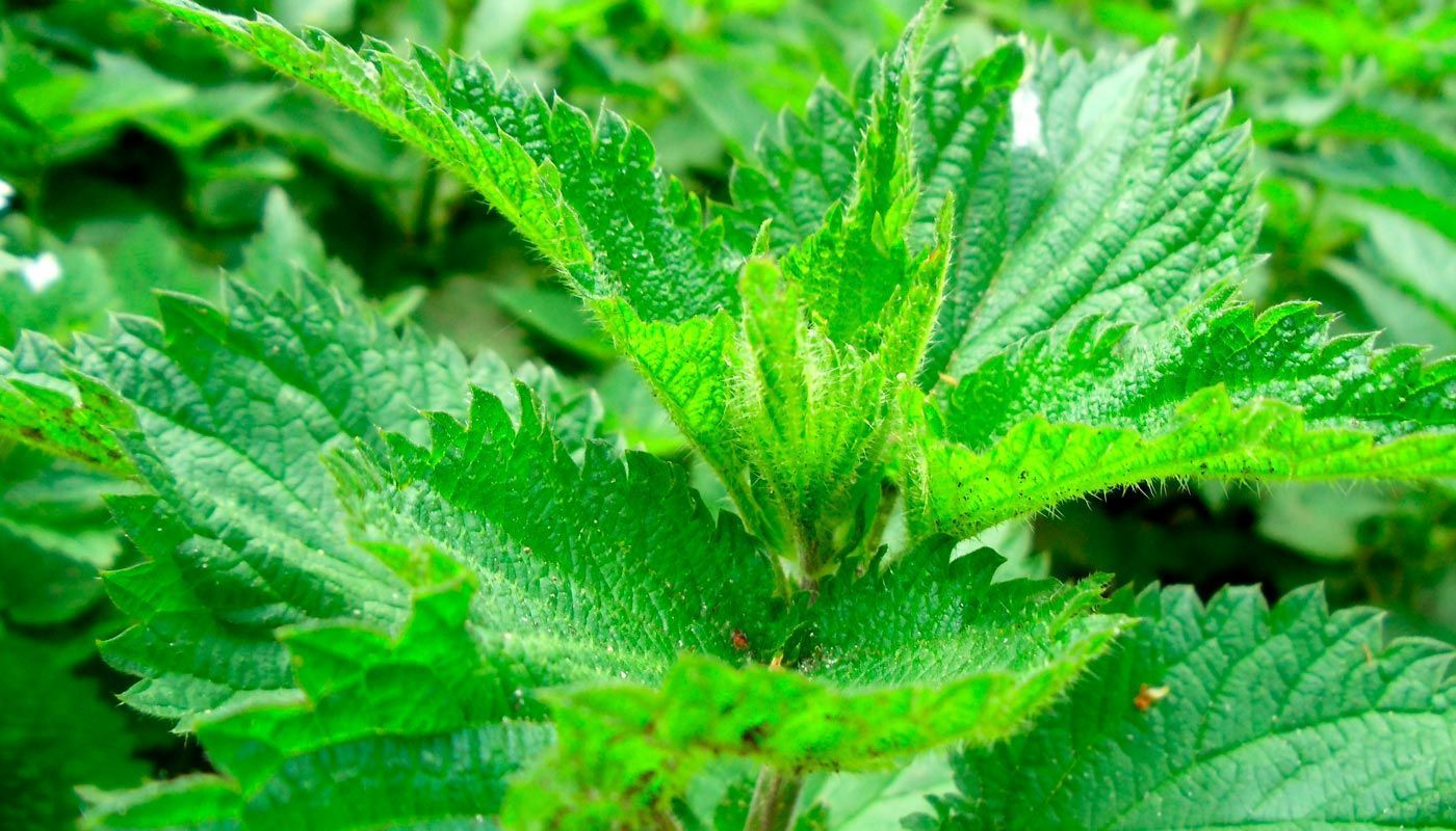 Kopřivka dvoudomá ("Urtica dioica")